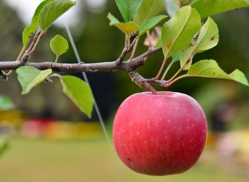 Idealnie okrągłe, mocno wybarwione, twarde z zewnątrz i soczyste w środku jabłka możesz zrywać co sezon, o ile wybierzesz odpowiednią odmianę i zad...