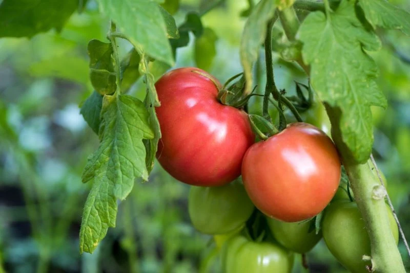 Nawożenie pomidorów w lipcu i sierpniu jest jednym z najważniejszych zabiegów pielęgnacyjnych