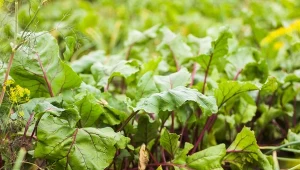 Zdrowe, soczyste i słodkie buraki to marzenie każdego ogrodnika. Jak je uprawiać i kiedy zbierać?