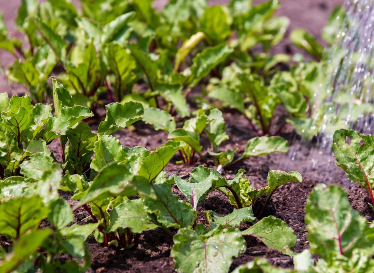 Buraki można sadzić jeszcze w połowie września