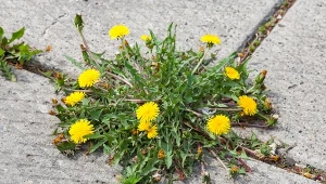 Chwasty na kostce brukowej i ścieżkach w ogrodzie sprawiają, że alejki wyglądają na zaniedbane. Ponadto ekspansywne, silne rośliny potrafią naruszać ciągłość chodnika, tworzą nierówności i niszczą ścieżki.