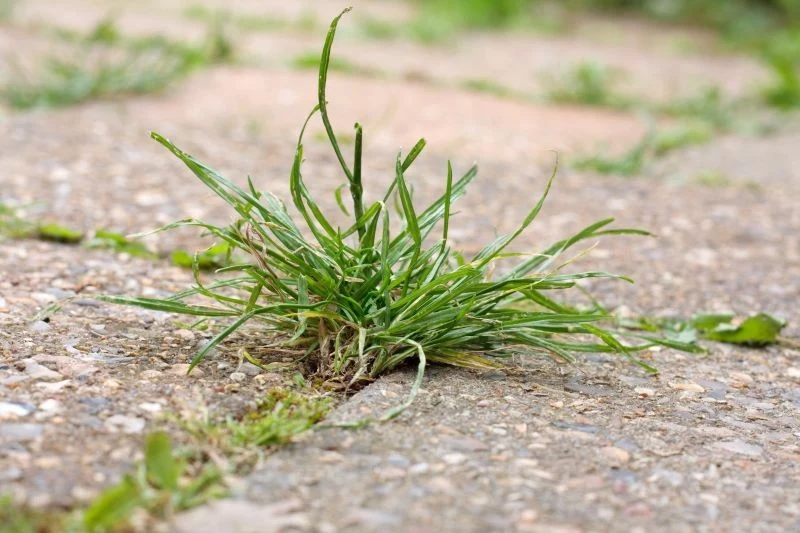 Przebijające się przez materiał ścieżki chwasty, jeśli nie planowaliśmy stworzenia naturalnej, zielonej ramki wokół położonych płytek, wymagają usu...