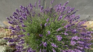 Podpowiadamy, jakimi kamykami ściółkować lawendę.