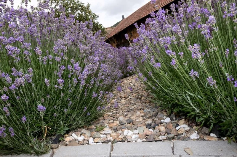 Ściółkowanie lawendy kamykami ma wiele zalet