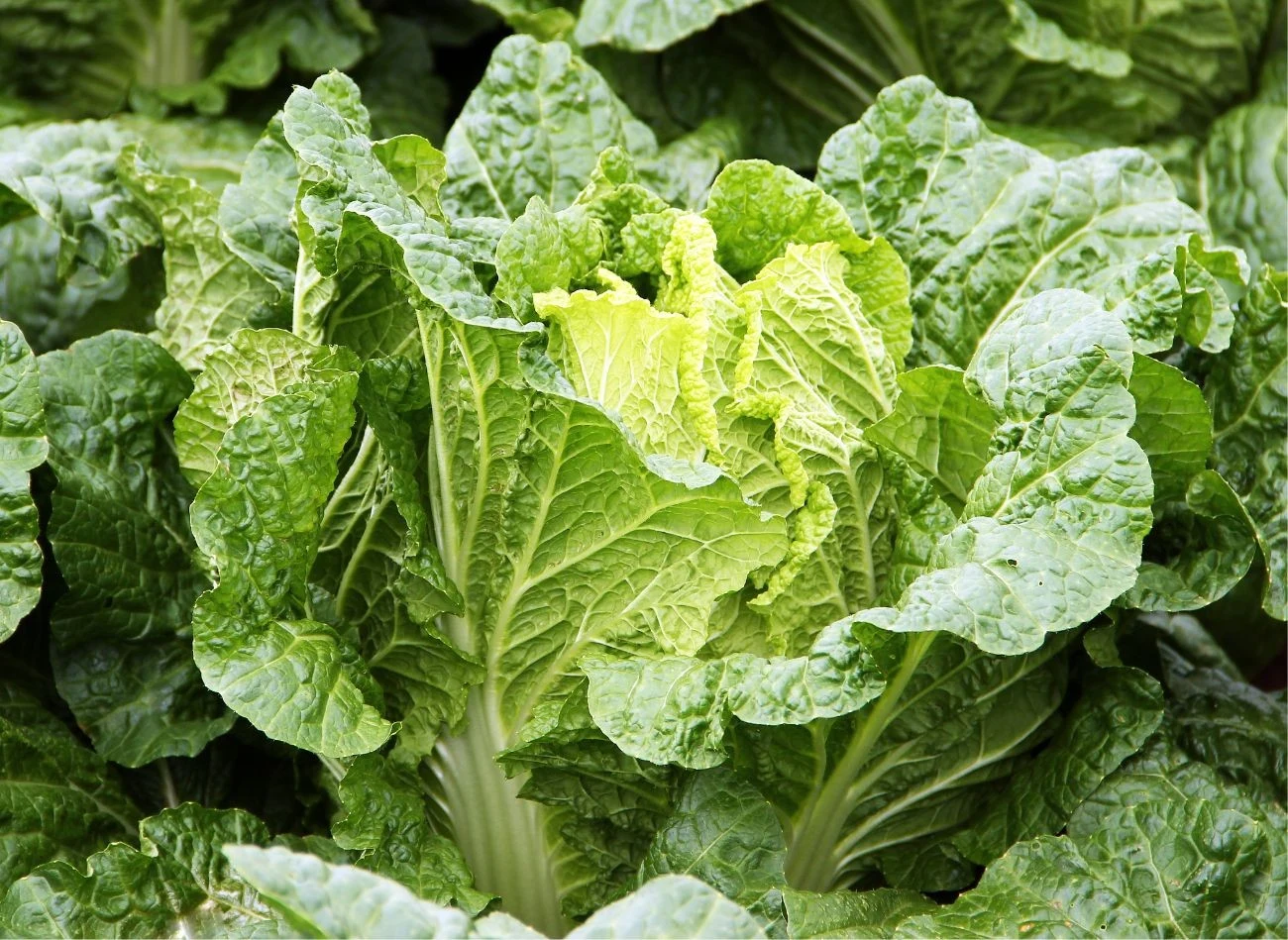 W ziemi po ogórkach bardzo dobrze rośnie kapusta pekińska