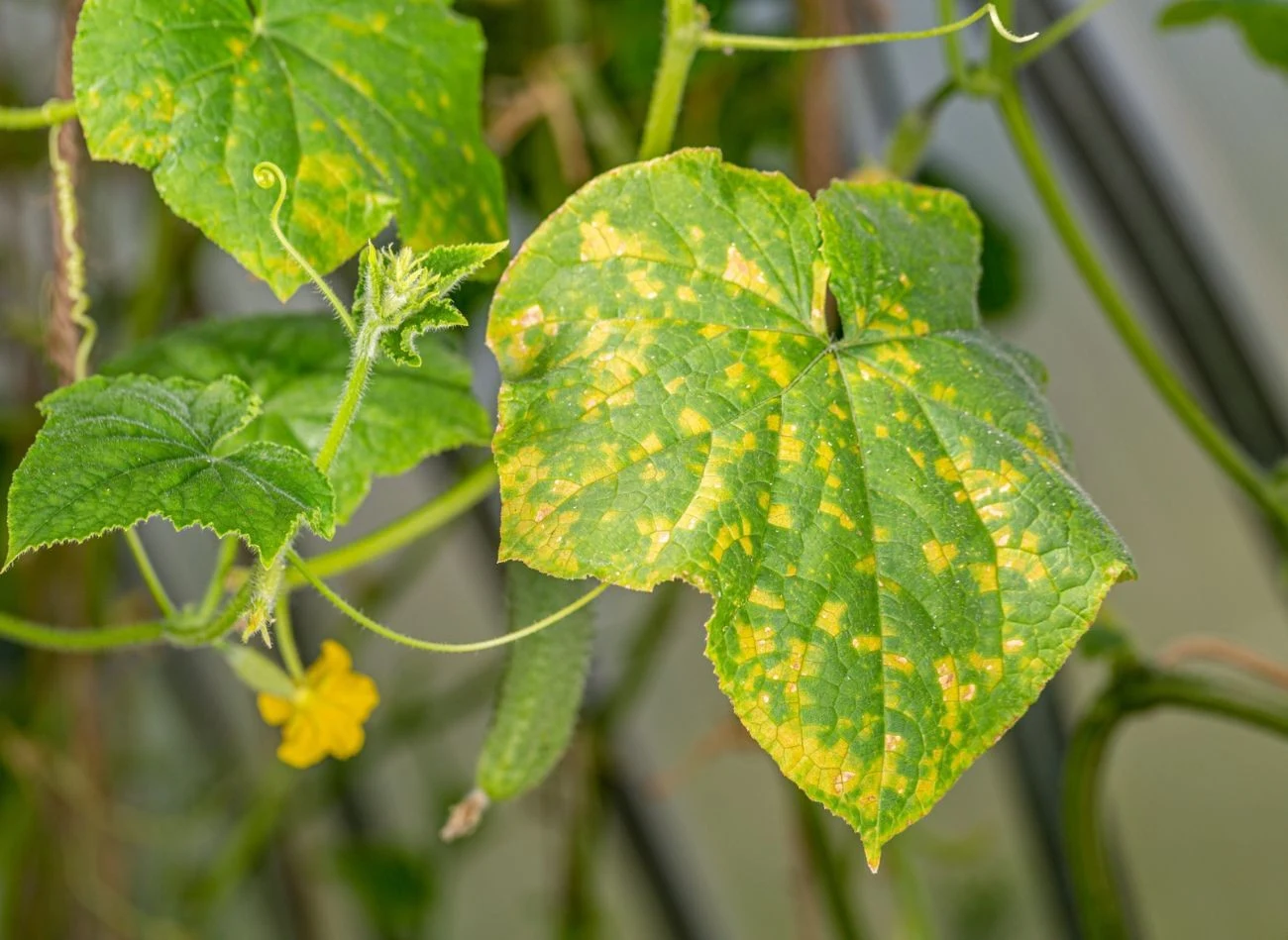 Ogórki padają z wielu powodów, najczęstsze to choroby i niewłaściwe nawadnianie
