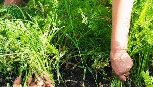 Co daje ścinanie naci marchewki?