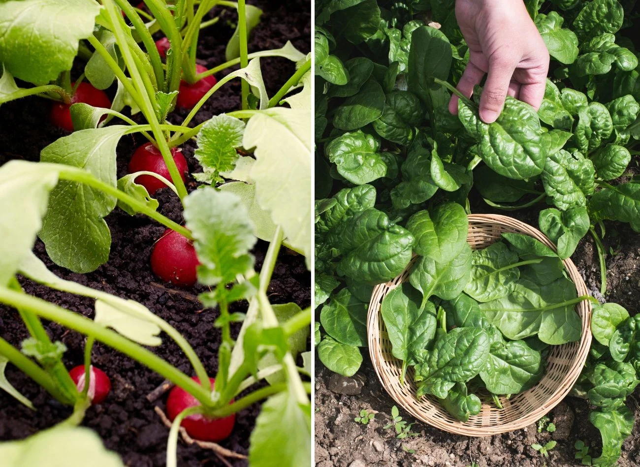 Płodozmian chroni glebę przed wyjałowieniem i wspomaga plonowanie