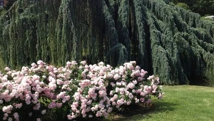 Jeśli nie wiesz, co to jest płaczące drzewo, przyjrzyj się tej wierzbie. Jej długie pędy niemal dotykają ziemi, układając się, jak spływające łzy. To niezwykły spektakl natury, który możesz podziwiać każdego dnia.