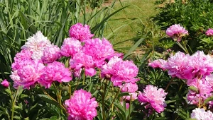 Dzielenie piwonii na karpy pozwala rozmnożyć rośliny, szykując naprawdę dobrej jakości, silne sadzonki.