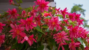 Begonie bulwiaste o zwisających pędach możemy uprawiać w zacienionych miejscach.