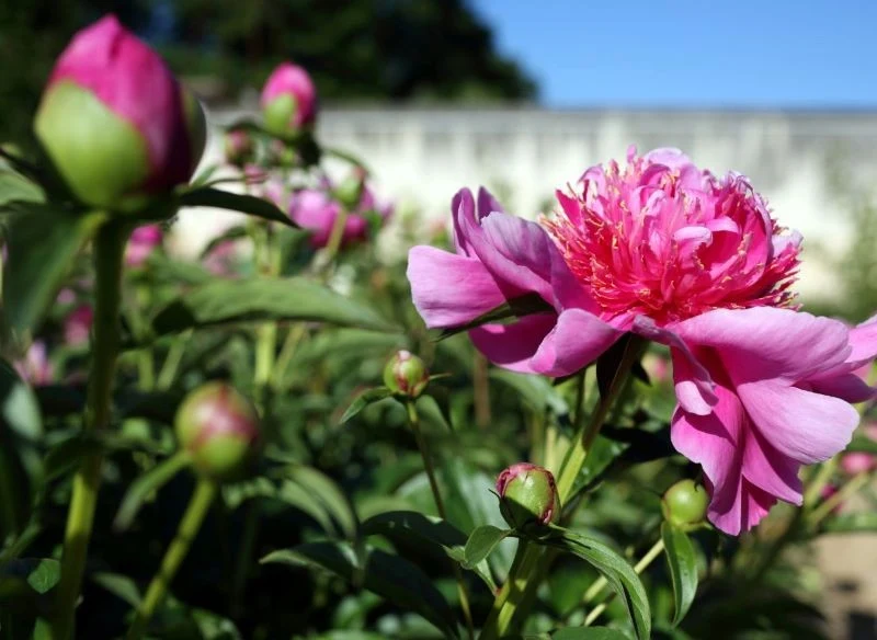 Kolorowe piwonie, pięknie kwitnące, aż chce się rozmnażać