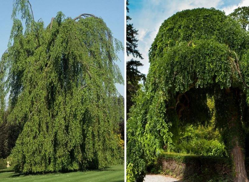 Drzewa z pędami zwisającymi do ziemi tworzą zamkniętą, żywą altanę, prawdziwą oazę spokoju