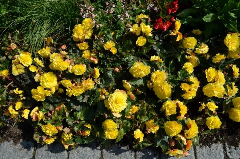 Begonię bulwiastą możemy uprawiać w ogrodzie, ale tylko sezonowo