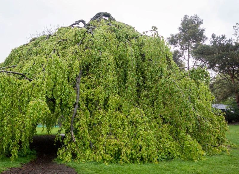 Płaczące drzewo dotykające ziemi tworzy zieloną ścianę, żywą altanę, pod którą spokojnie może toczyć się ogrodowe życie