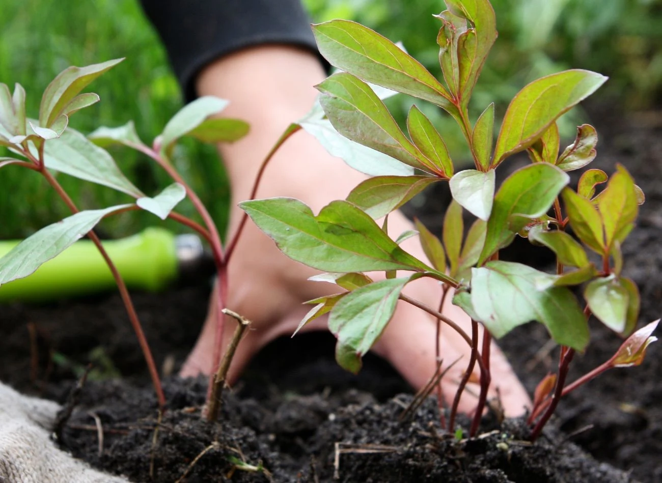 Rozmnażanie piwonii przez podział karp to dość prosta i najtańsza metoda, na powiększenie kwiatowej rabaty
