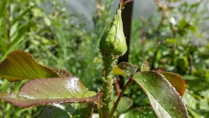 Sprawdź, jak walczyć z mszycami na różach i innych roślinach w ogrodzie.
