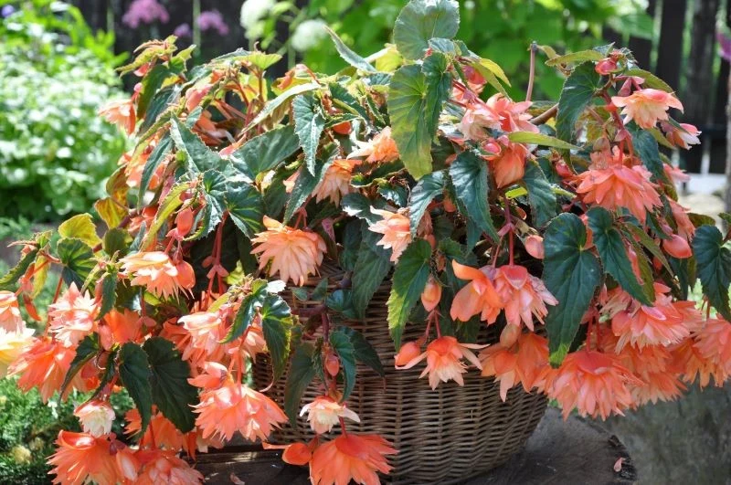Begonia bulwiasta 'Soft Orange'