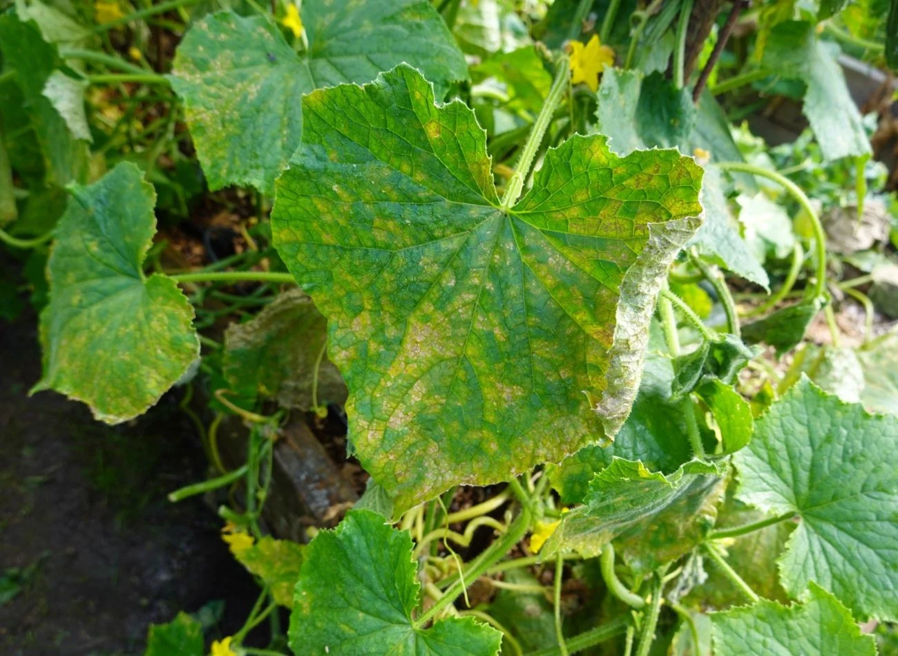 Mączniak rzekomy bardzo szybko niszczy uprawy