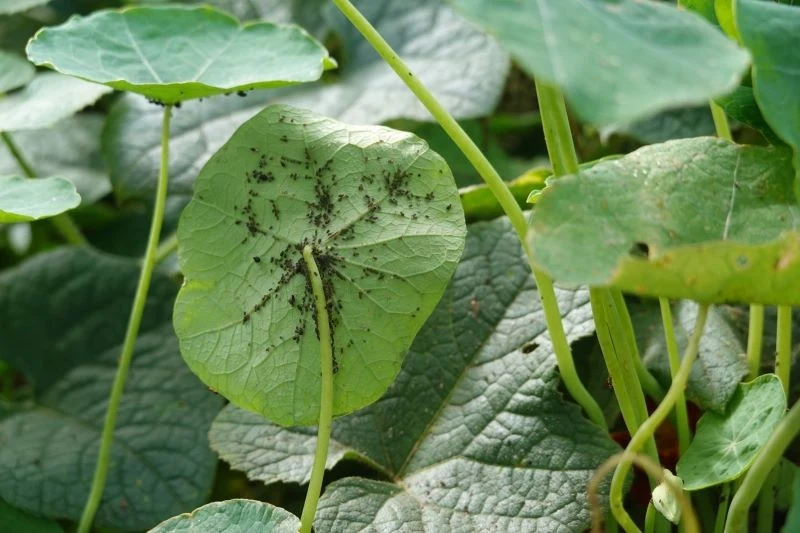 Mszyc można się pozbyć dzięki naturalnym opryskom