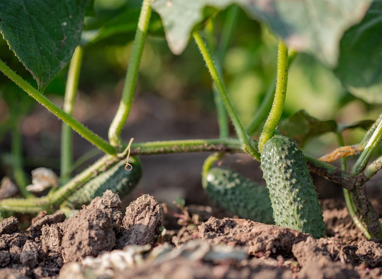 Glebę po ogórkach, które chorowały, można odkazić np