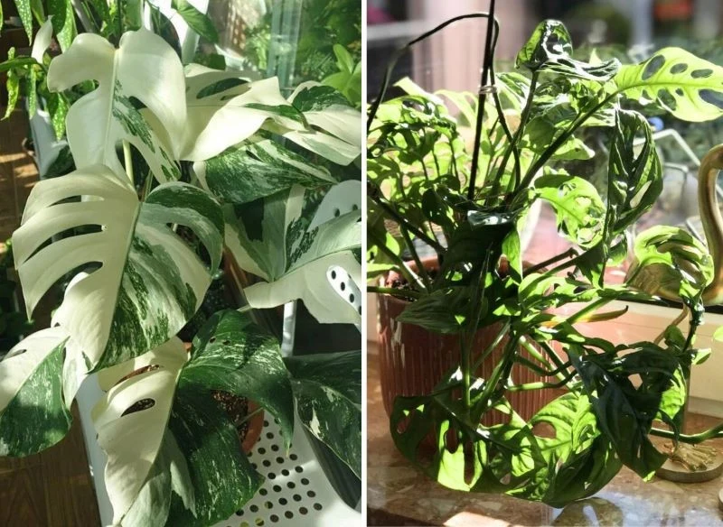 W domu mam różne gatunki i odmiany monstery, wszystkie wiosną i latem intensywnie się rozrastają