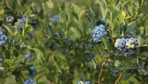 Jak pielęgnować borówkę amerykańska w okresie letnio-jesiennym?