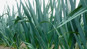 Jak zadbać o pory latem? Podlewanie, cięcie, nawożenie i podsypywanie to ważne czynności.