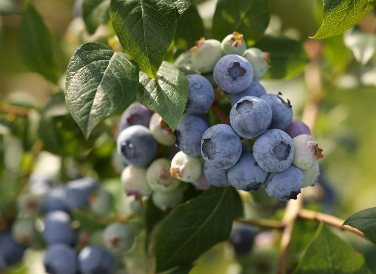 W sierpniu i wrześniu borówki amerykańskie wymagają konkretnego nawożenia