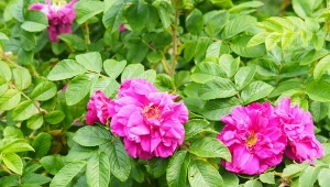 W dużym ogrodzie krzewy różane mogą tworzyć kolorowe ściany, ale w małym trzeba ograniczyć ich wzrost. Jak zapanować nad odrostami róż?