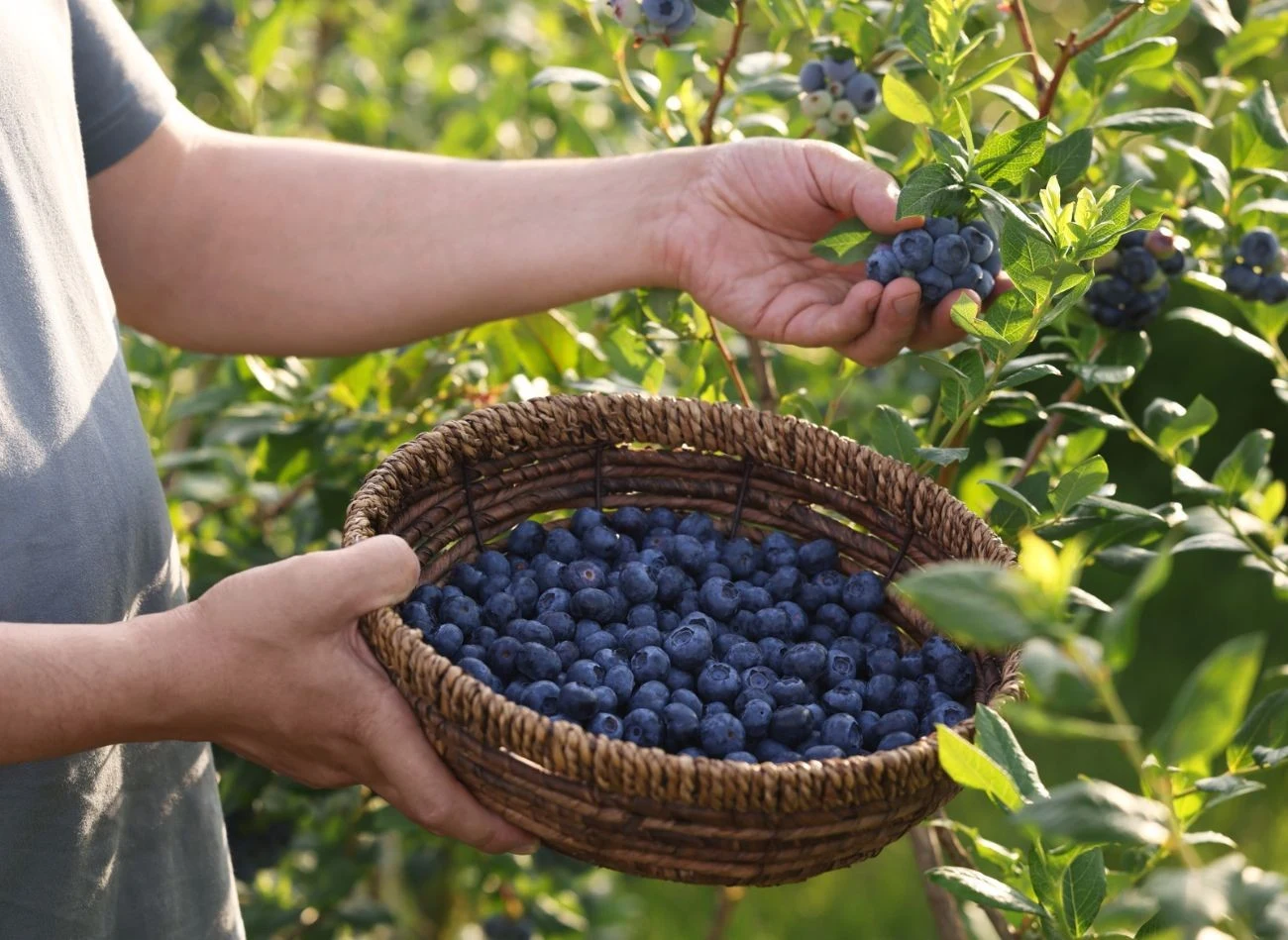 Odpowiednia pielęgnacja krzewów borówki pod koniec sezon przynosi efekty w kolnym roku