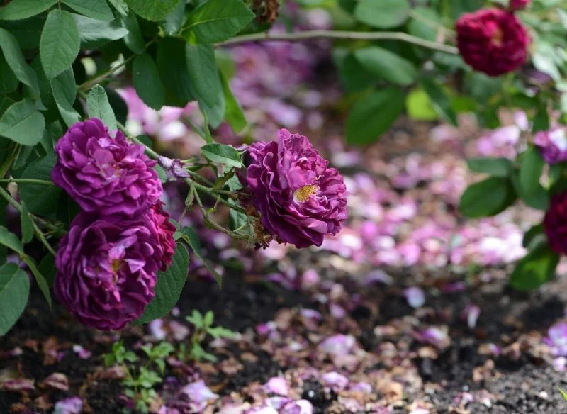 Niektóre odmiany róż z odrostami są tak atrakcyjne, że warto rozważyć oddzielenie odrostów w celu rozmnożenia okazów i zasadzenia sadzonek w innej ...