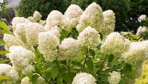 Jak pielęgnować hortensje podczas upałów? Tak naprawdę roślina potrzebuje tylko dwóch zabiegów, ale ich regularność jest kluczowa.