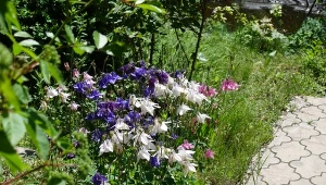 Uprawa orlików w ogrodzie nie jest trudna, poradzą z nią sobie nawet początkujący.