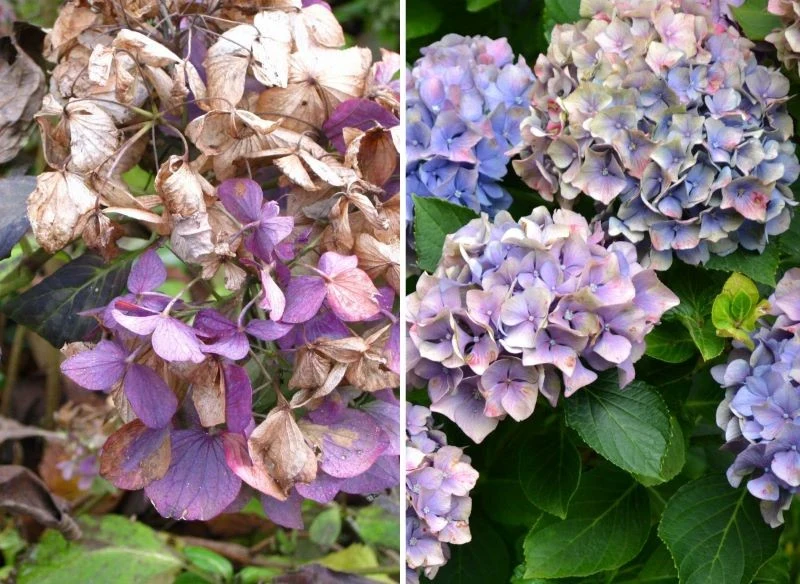 Zasychanie liści i kwiatów hortensji to objaw braku nawodnienia oraz słabego odżywienia