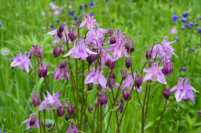 Orliki odstraszają ślimaki