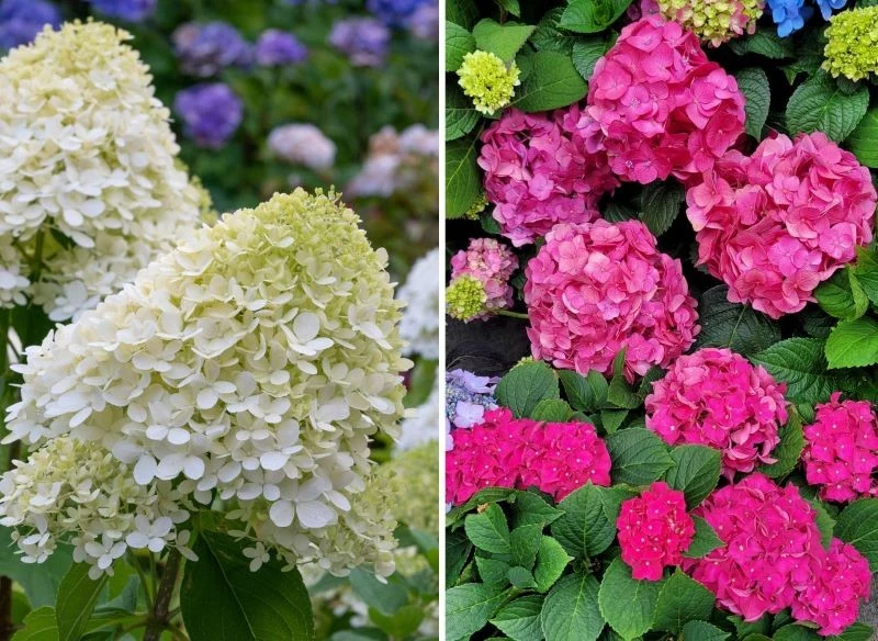 Wzmocnienie pędów oraz zwiększenie kwitnienia hortensji po zwalczeniu chlorozy wymagają czasu, jednak przywrócenie równowagi wodnoglebowej i odpowi...