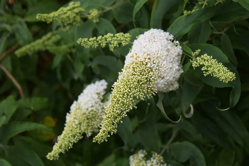 Gdy kwiatostany budlei Dawida zaczną usychać, trzeba je ściąć nad parą liści