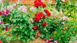 Najlepsze byliny na różane rabaty. Te gatunki wspierają zdrowie róż