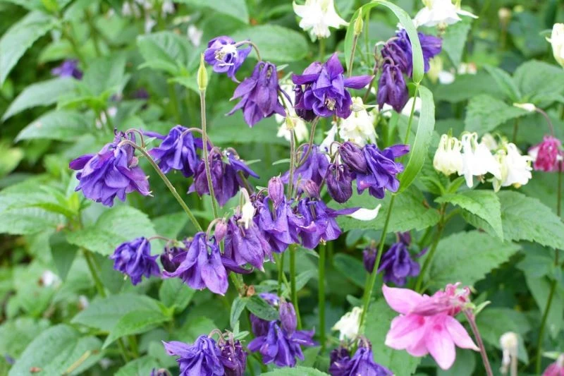 Orliki nie są wymagające w uprawie