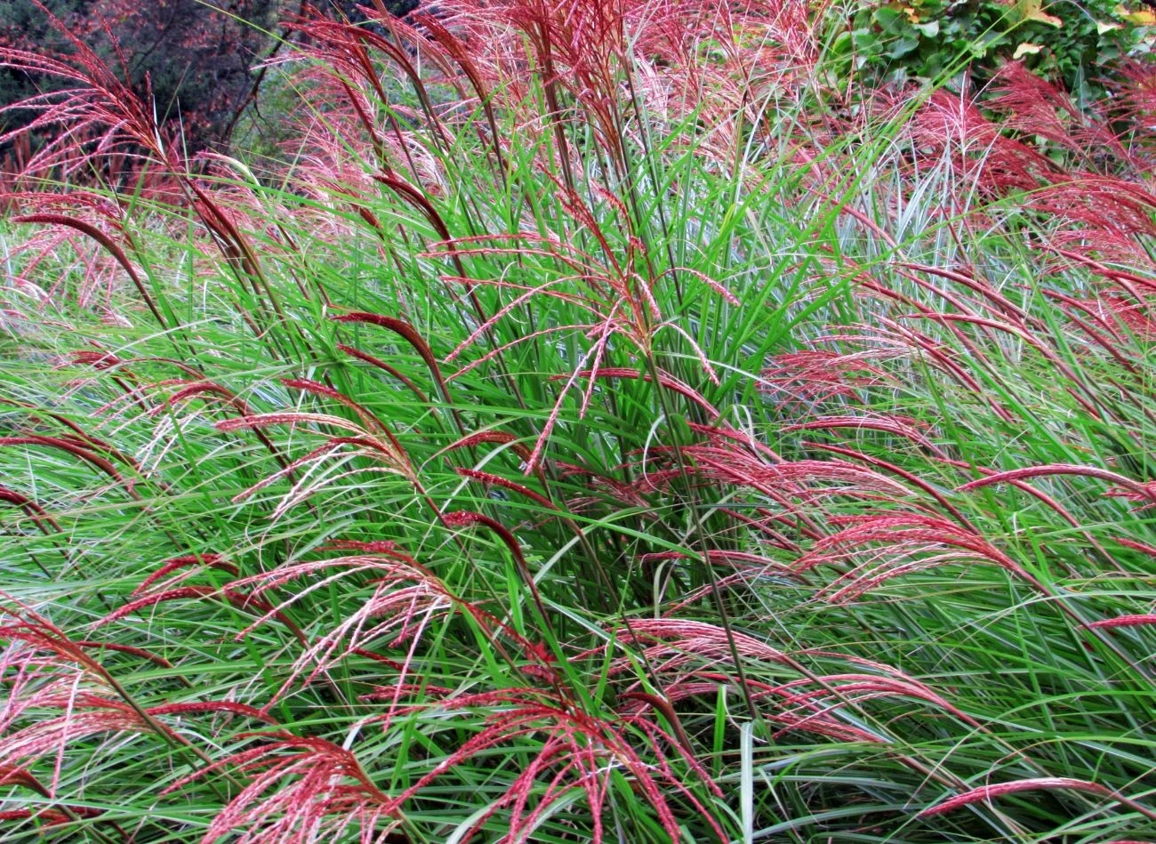 Miskanty nie są najlepszym towarzystwem dla róż