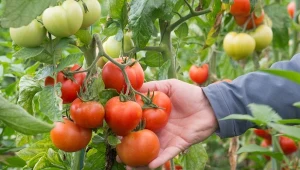 Dlaczego liście pomidorów trzeba regularnie obrywać? To pomaga roślinie prawidłowo ukierunkować energię, a także chroni ją... przed chorobami.