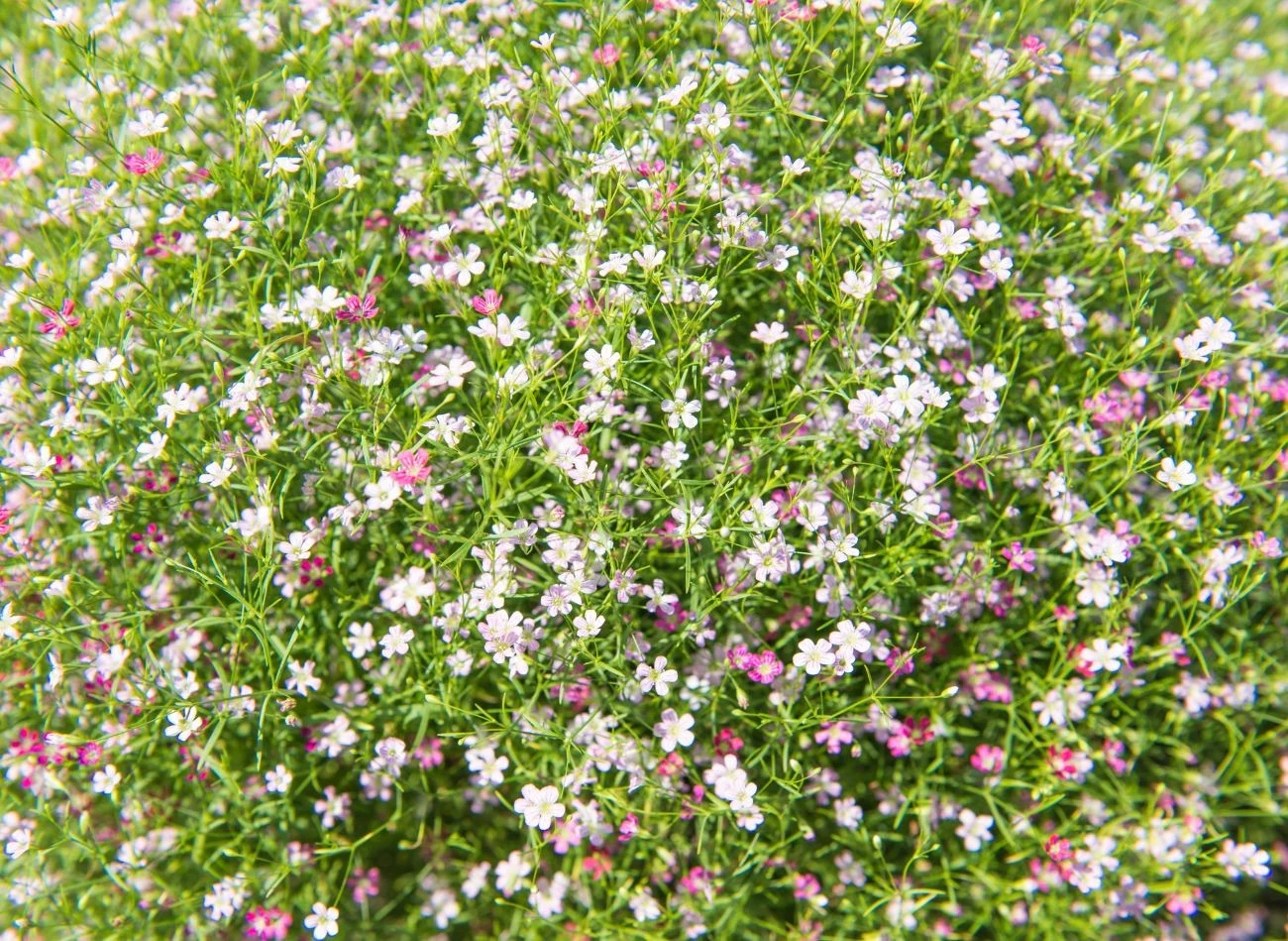 Gipsówka idealnie maskuje ogołocone pędy róż