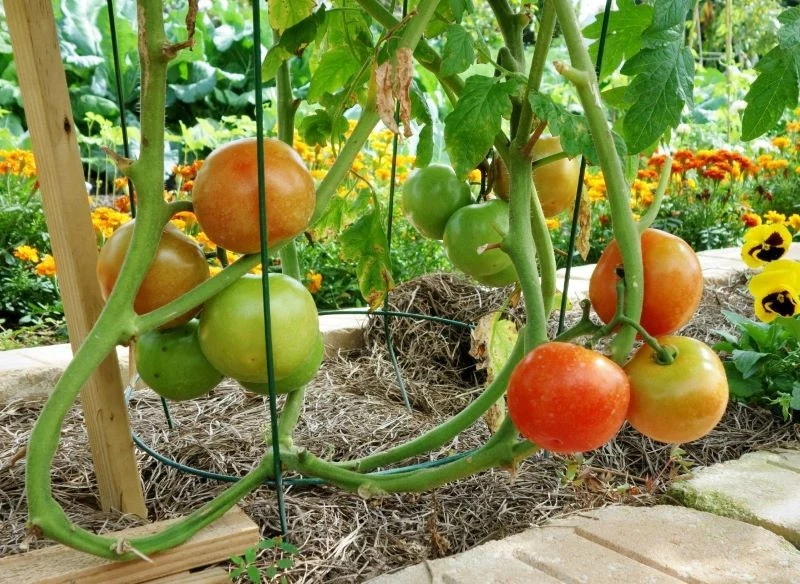 Na oczyszczonych z liści łodygach pomidorów trudniej rozwijają się choroby grzybowe