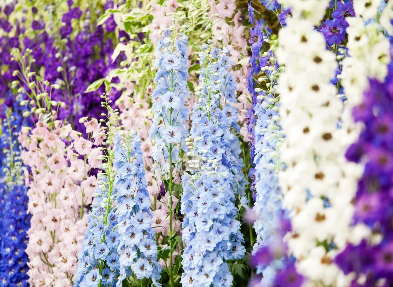 Róża rozkwita i świetnie czuje się w towarzystwie ostróżki