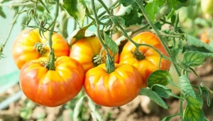 Sprawdź, dlaczego pomidory mają żółte piętki.