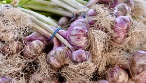 Dlaczego czosnek nie wykształca ząbków? Jest kilka przyczyn.