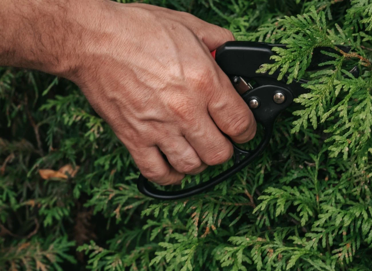 Doświadczony ogrodnik radzi, by tuje przycinać często, ale małymi partiami