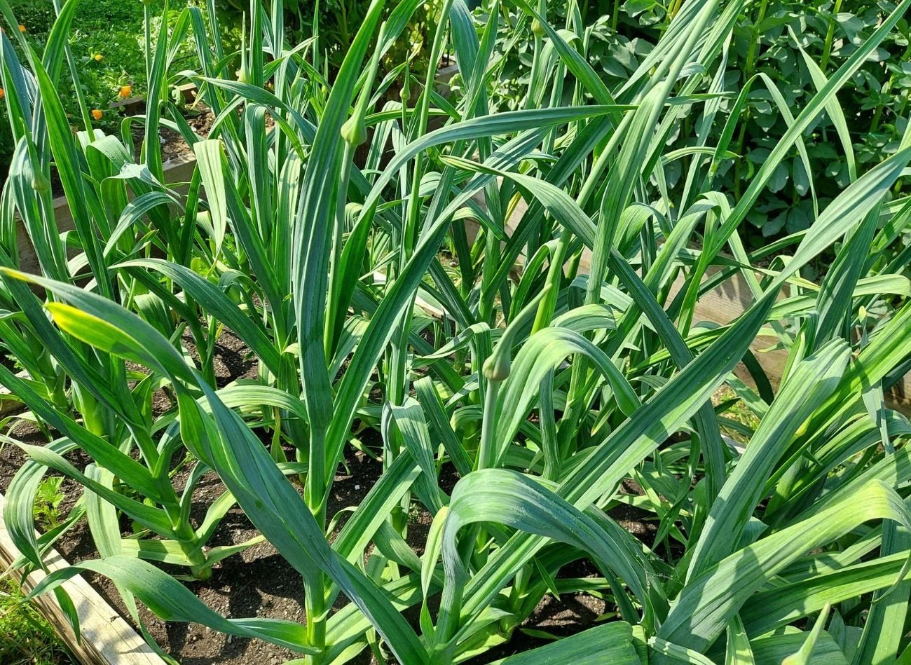 Zanim zaczniesz zbiór czosnku, upewnij się, że warzywo jest już na to gotowe