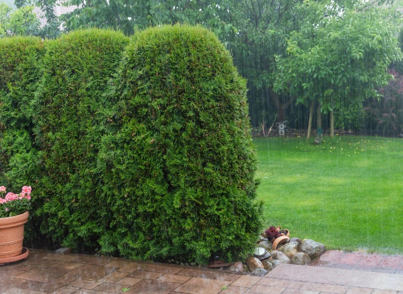 Tuje można przycinać najpóźniej w sierpniu